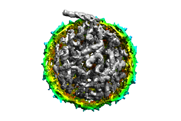cryo-EM reconstruction of phage MS2
