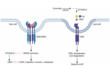 EMBO paper Ten Dijke Group - Cell & Chemical Biology