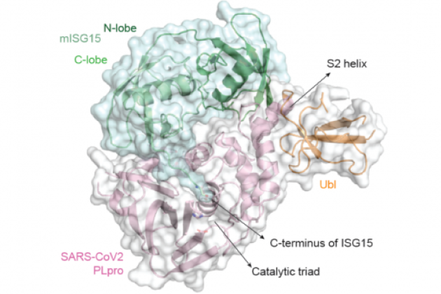 Identification of the papain-like protease (PLpro) of SARS-CoV-2 as essential viral enzyme
