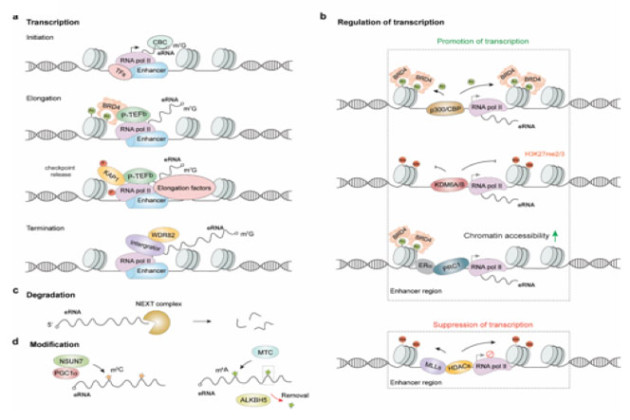 Deciphering the Regulatory Landscape of Enhancer RNAs in Health and Disease