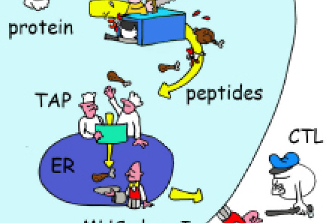 Comic Book About HLA Molecules