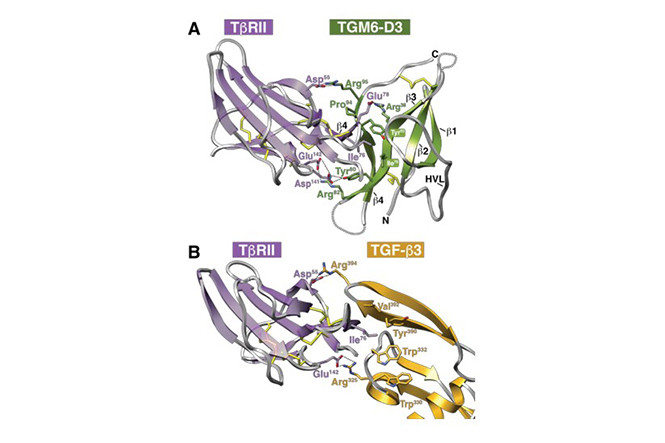 Secreted parasite protein antagonizes TGF-beta signaling in fibroblasts by host receptor interaction