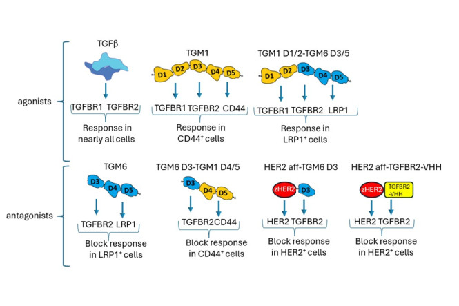 How parasite protein mimicry inspired the creation of novel cell-type-specific TGFβ modulators