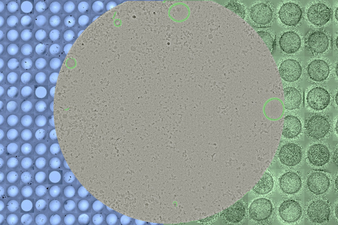 Characterization of Extracellular Vesicles and Co-Isolating Particles Using Cryo-Electron Microscopy and Artificial Intelligence