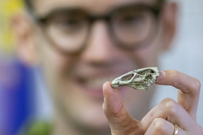 Oldest fossil ‘Wonderchicken’ found at Maastricht by Lab Technician Maarten van Dinther