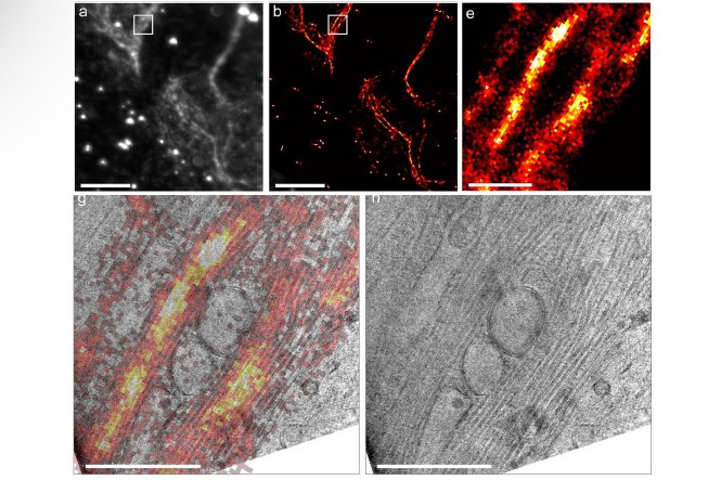 Cryo super-resolution CLEM imaging of mammalian cells