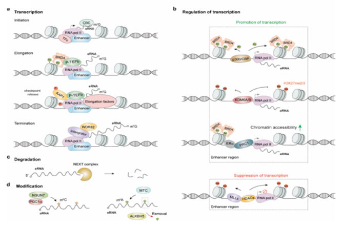 Deciphering the Regulatory Landscape of Enhancer RNAs in Health and Disease